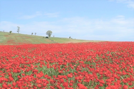 Malard's Poppy Flower Fields to be Registered in Iran's Natural Heritage List