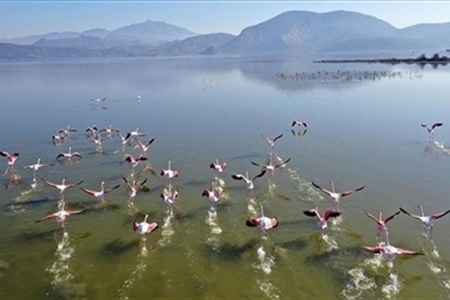 Lake Bafa, Turkey Bird Paradise