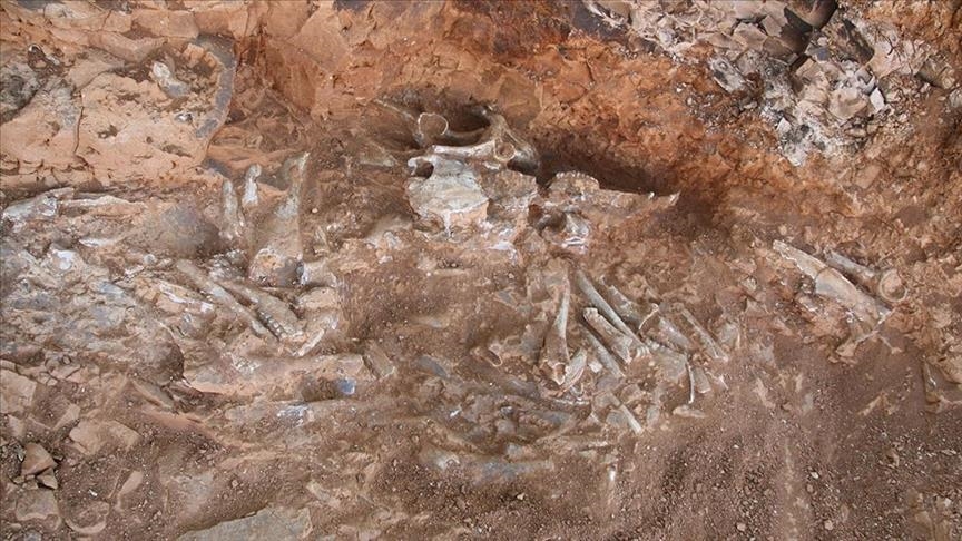9M-year-old fossils unearthed in southwestern Türkiye