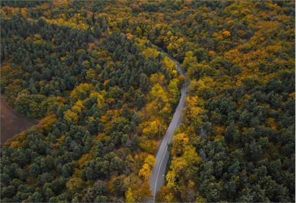 Hyrcanian Forests; 35-Million-Year-Old Living Fossils