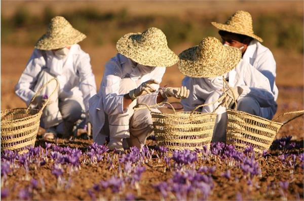 زعفران؛ میراث زرین ایران‌زمین