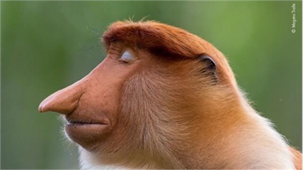 برگزیدگان رقابت عکس حیات‌وحش سال ۲۰۲۰