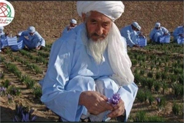 Father of Afghan Saffron Passes Away