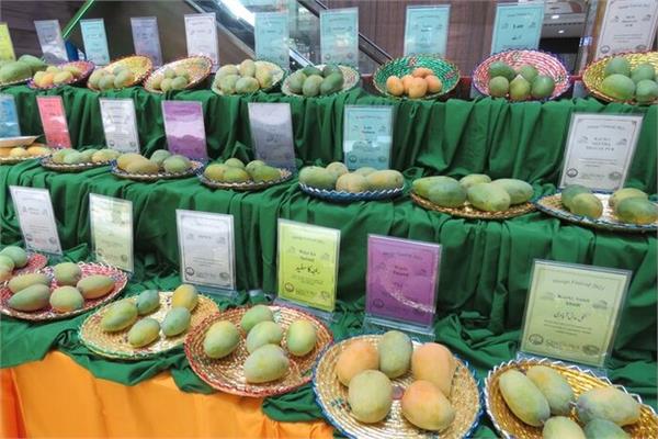 برگزاری جشنواره انبه، شاه میوه‌ها در پاکستان