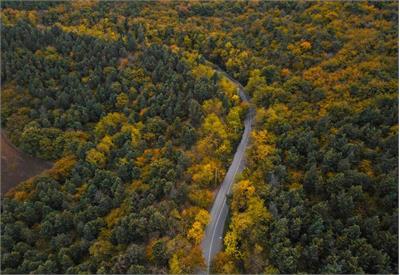 The Hyrcanian Forests: 25 to 50-Million-Year-Old Living Fossils