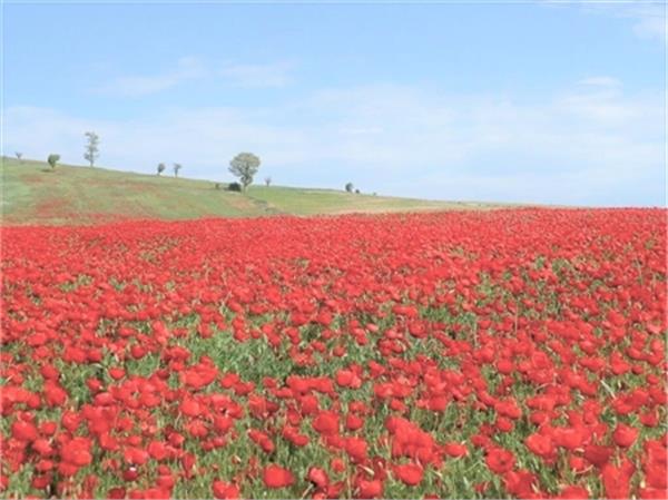 دشت شقایق‌های ملارد برای ثبت در میراث طبیعی آماده می‌شود