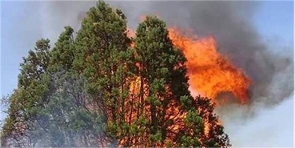 همکاری قزاقستان و قرقیزستان برای حفاظت از جنگل‌های مشترک