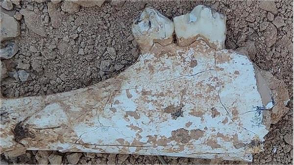 9M-year-old Fossils Unearthed in Denzili, Turkey
