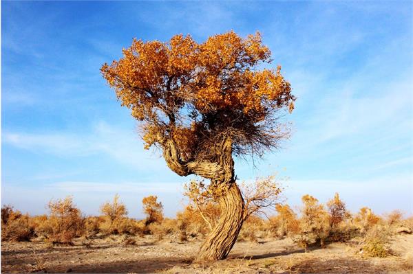 ‏Turanga: The Tree of Winds and Narrator of Forgotten Legends