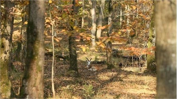 نمایش مسحور کننده پاییز در پارک «اورمانیا»