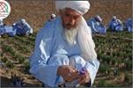 Father of Afghan Saffron Passes Away